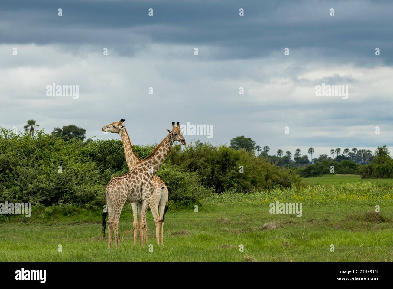Giraffe maschili e femminili sulle pianure del Delta dell'Okavango; Delta dell'Okavango, Botswana Foto Stock