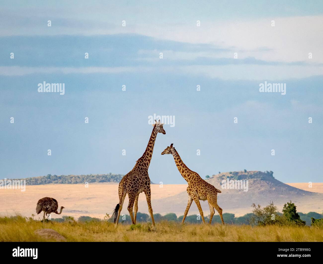 Giraffa Masai (Giraffa camelopardalis tippelskirchii) e struzzo sullo sfondo nel Parco Nazionale del Serengeti; Kogatende, Tanzania Foto Stock