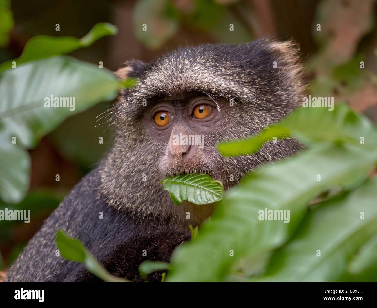 Scimmia di Sykes (Cercopithecus mitis albogularis) spuntini sulle foglie di alberi nel Parco Nazionale del Lago Manyara; regione di Arusha, Tanzania Foto Stock