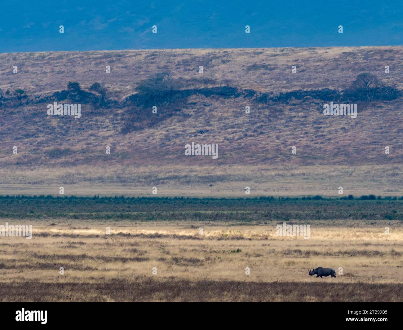 Rinoceronte nero (Diceros bicornis) cammina in lontananza al cratere di Ngorongoro; regione di Arusha, Tanzania Foto Stock