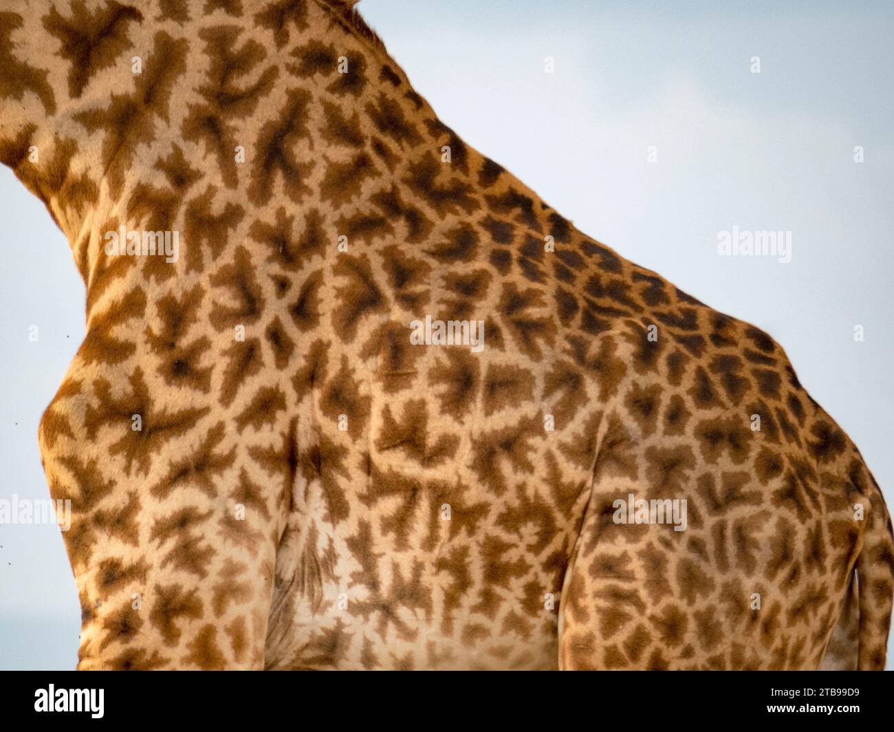 Vista dettagliata del cappotto di una giraffa (Giraffa camelopardalis tippelskirchii) nel Parco Nazionale del Serengeti; Kogatende, Tanzania Foto Stock