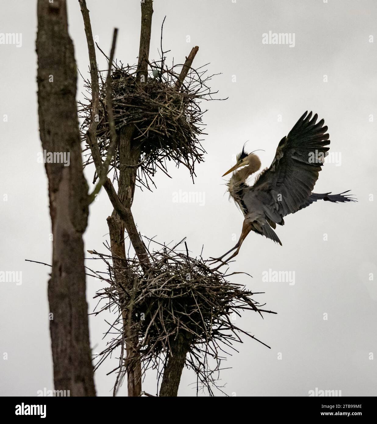 Grande airone blu (Ardea herodias) atterrando sul nido; Portland, Connecticut, Stati Uniti d'America Foto Stock