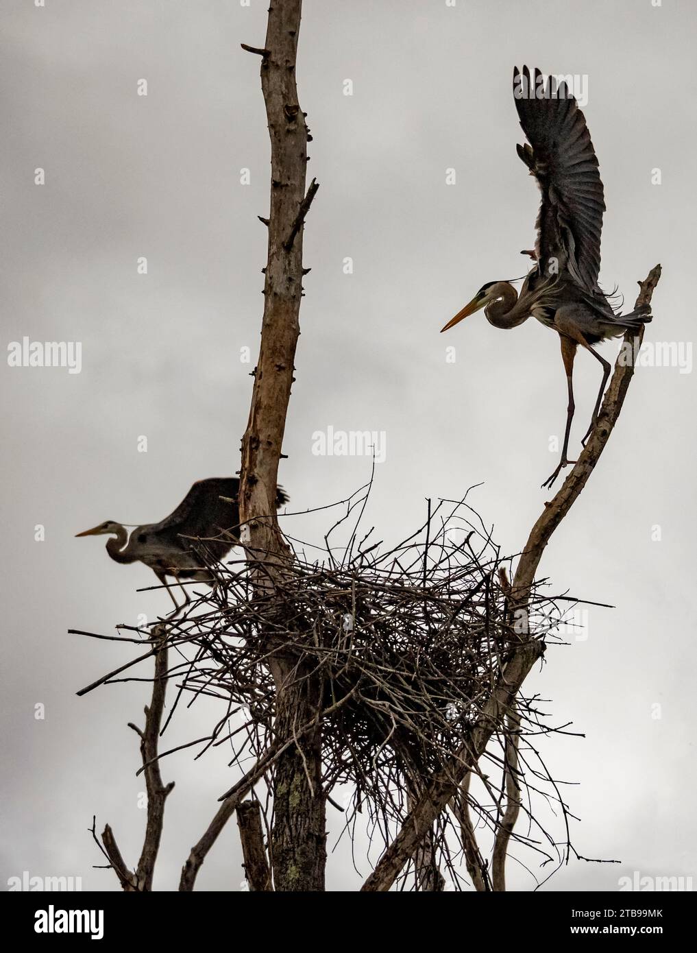 Great Blue Heron (Ardea herodias) Rookery; Portland, Connecticut, Stati Uniti d'America Foto Stock