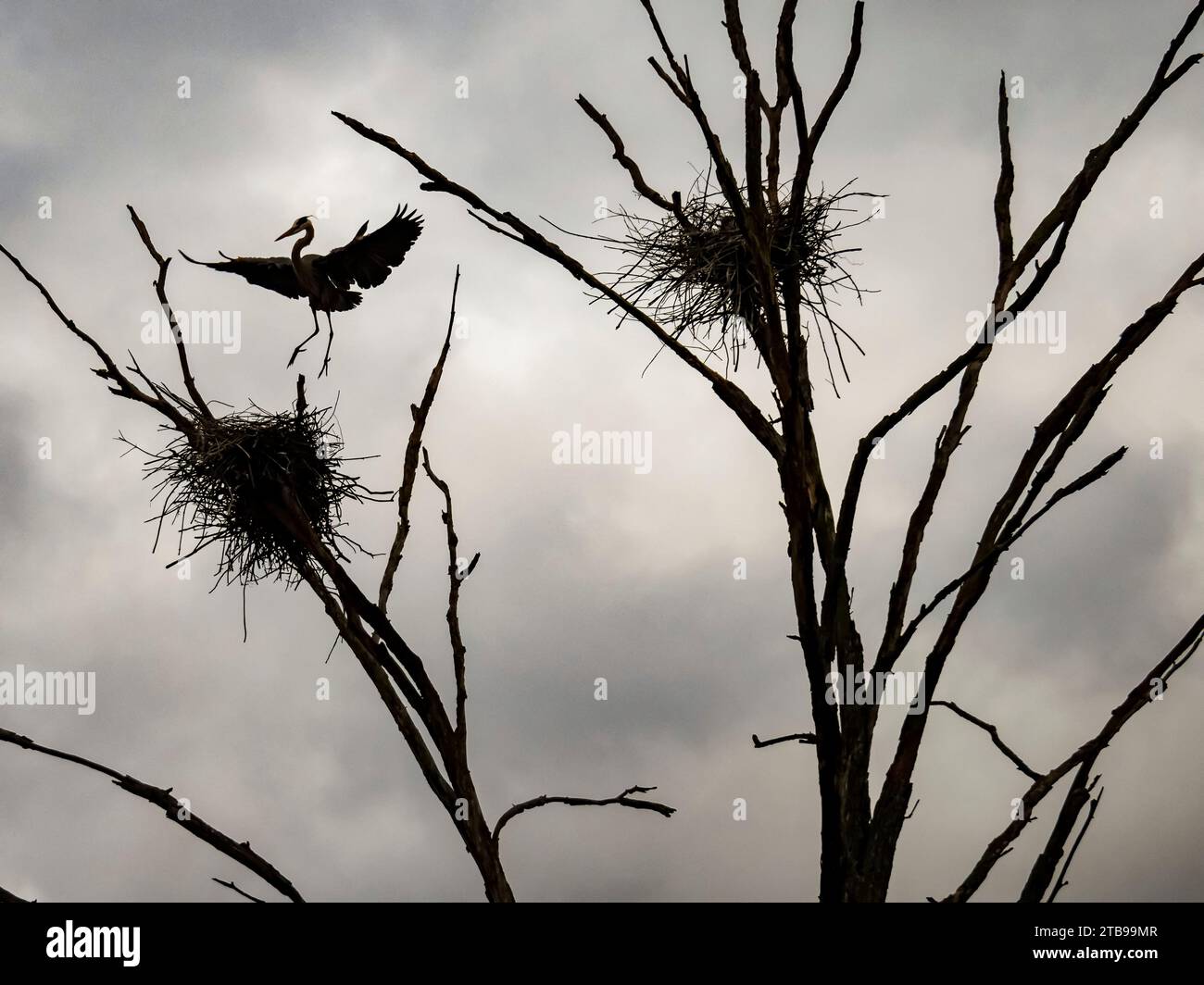 Grande airone blu (Ardea herodias) atterrando sul nido; Portland, Connecticut, Stati Uniti d'America Foto Stock