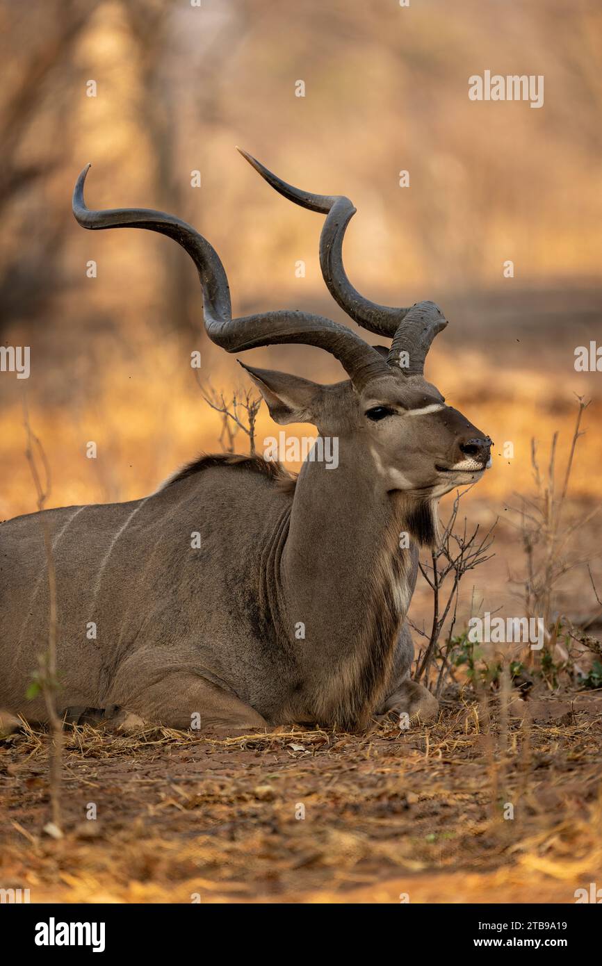 Primo piano di un maschio, grande kudu (Tragelaphus strepsiceros) disteso per terra all'ombra del Parco Nazionale del Chobe; Chobe, Bostwana Foto Stock