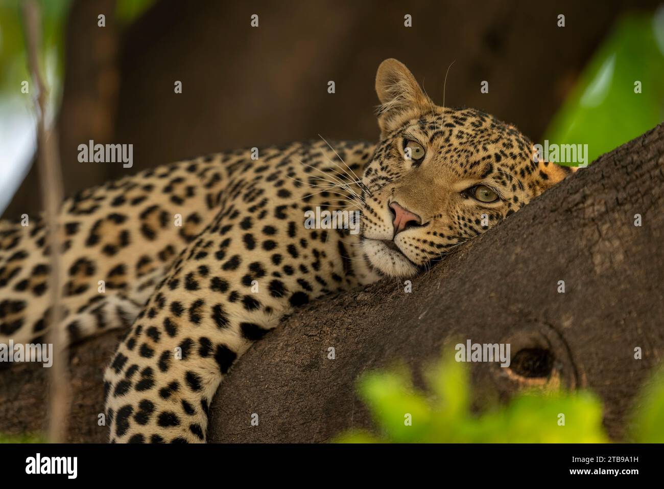 Ritratto di un leopardo femminile (Panthera pardus) steso all'ombra con la testa appoggiata su un ramo d'albero, che fissa la macchina fotografica nel Parco Nazionale del Chobe Foto Stock