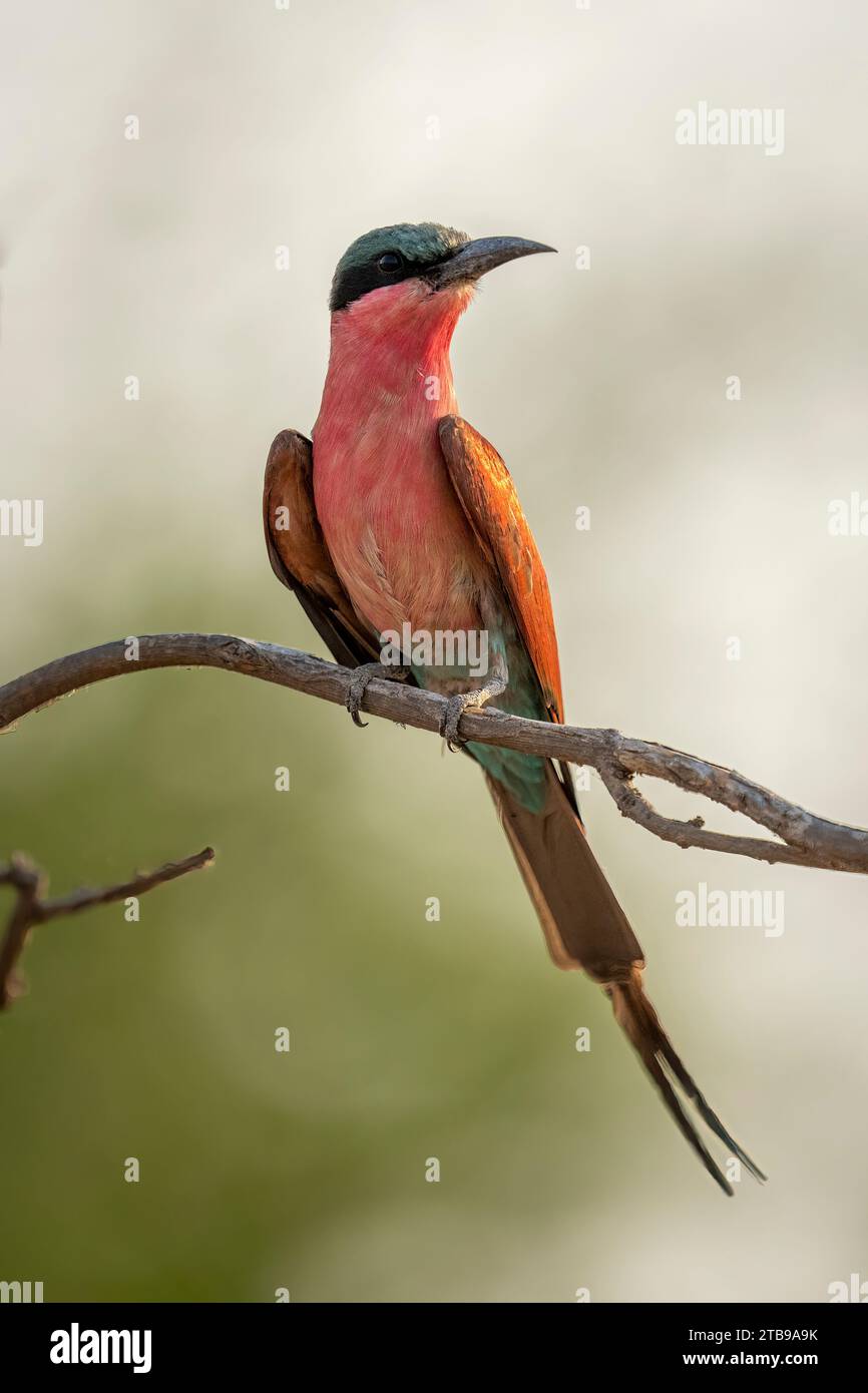 Ritratto ravvicinato di un mangiatore di api del carmine meridionale (Merops nubicoides) arroccato su un ramoscello, gira la testa, nel Parco Nazionale del Chobe; Chobe, Botswana Foto Stock