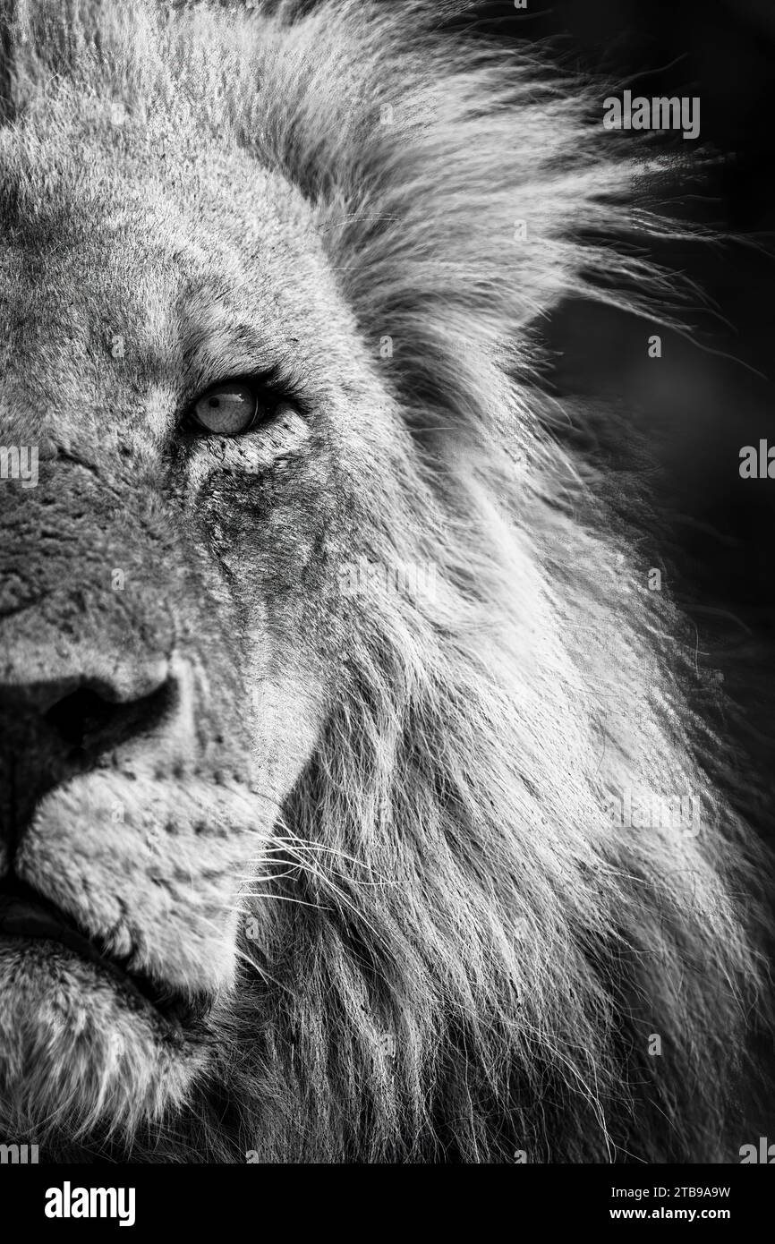 Mono, dettaglio ravvicinato della metà di un viso e testa di leone maschile, ritratto (Panthera leo), nel Parco Nazionale del Chobe; Chobe, Botswana Foto Stock