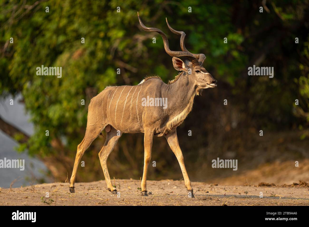 Ritratto ravvicinato di un maschio, grande kudu (Tragelaphus strepsiceros) che cammina lungo una riva boscosa del Parco Nazionale del Chobe; Chobe, Bostwana Foto Stock