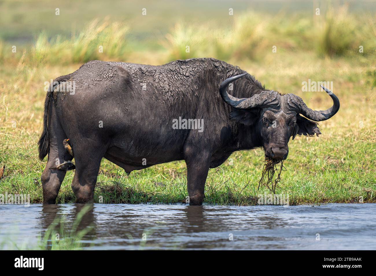 Ritratto di un bufalo fangoso (Syncerus caffer) in piedi nell'acqua nelle acque basse, mangiando erba del fiume e guardando la macchina fotografica di Chobe Na... Foto Stock