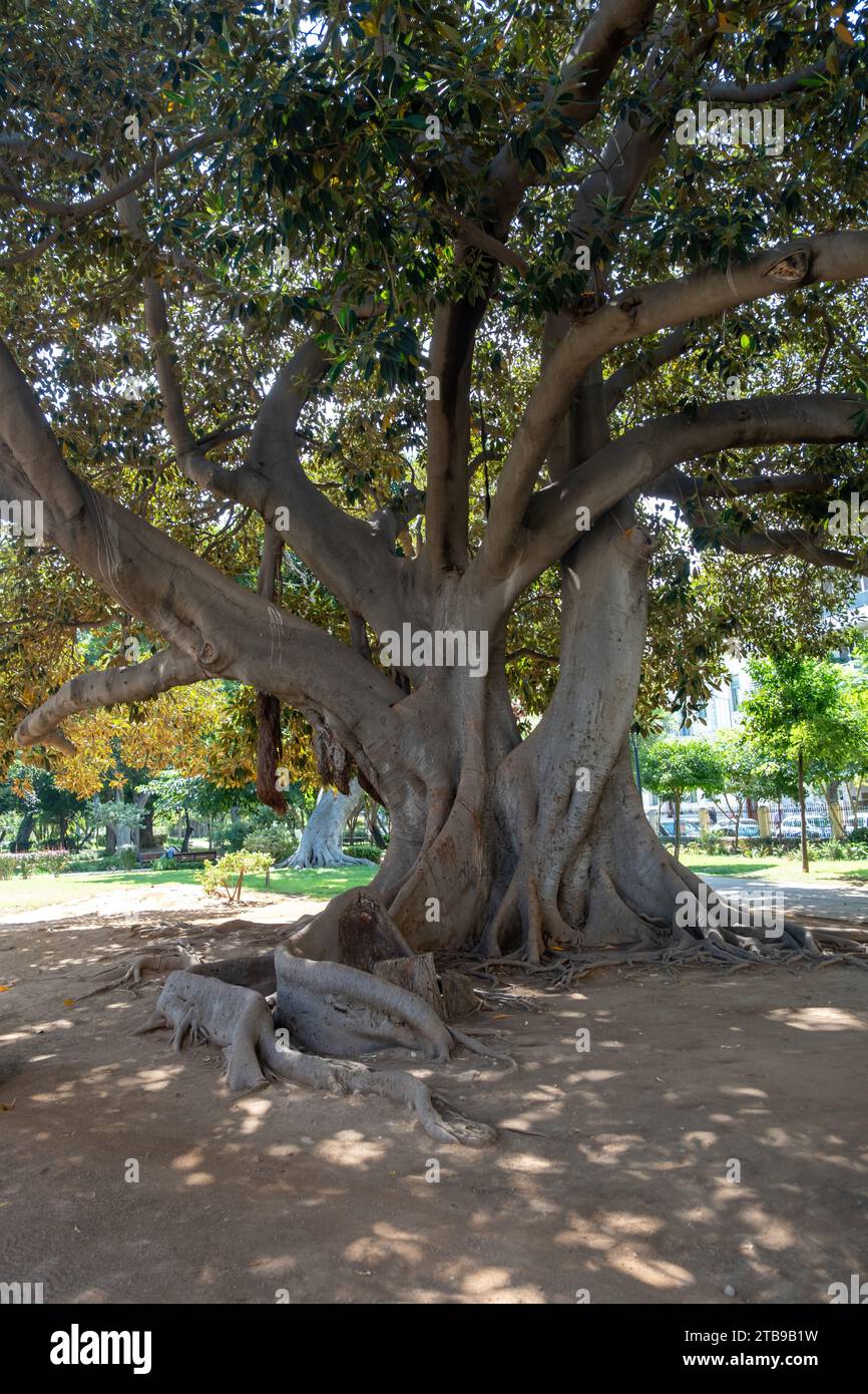 Religiosa Ficus Tree nel giardino pubblico in Grecia. Tronco imponente e complesso, fogliame lussureggiante, ombra, giorno di sole, sfondo naturale. Verticale Foto Stock