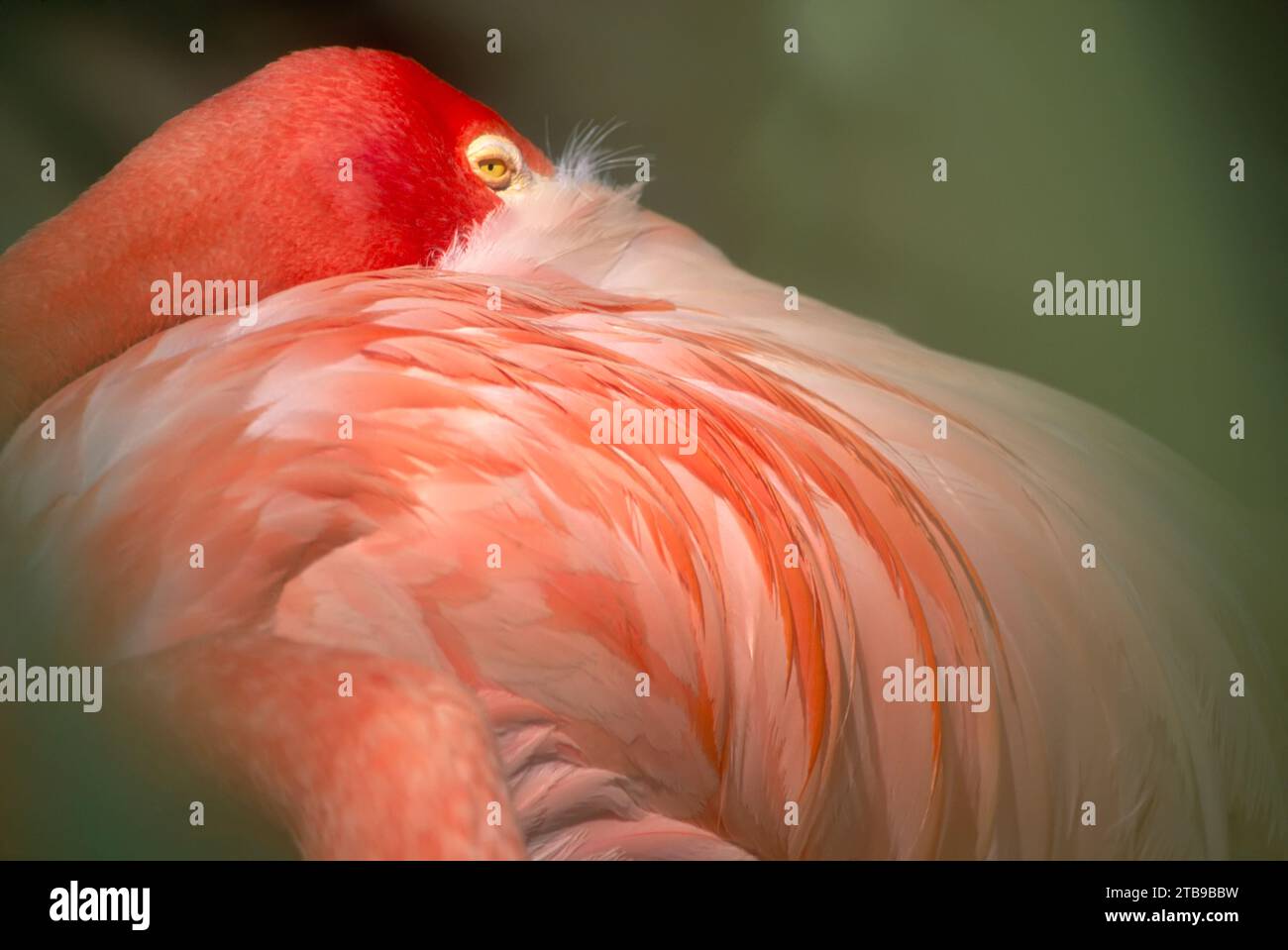 Grazioso fenicottero che riposa con la testa sopra le spalle, in uno zoo; San Diego, California, Stati Uniti d'America Foto Stock