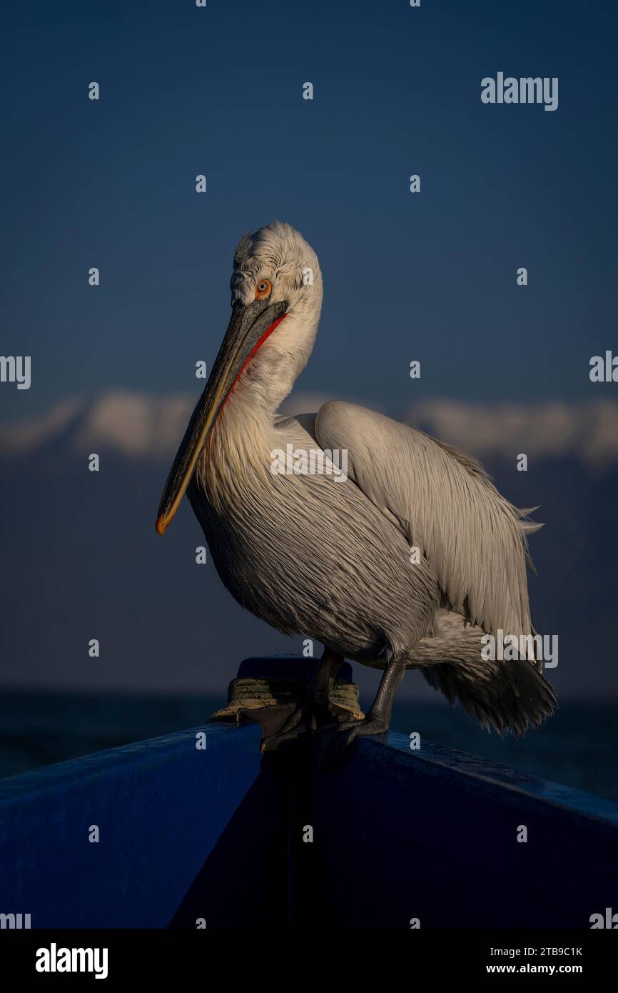 Pellicano dalmata (Pelecanus crispus) a prua di barca blu con montagne innevate in lontananza; Macedonia centrale, Grecia Foto Stock