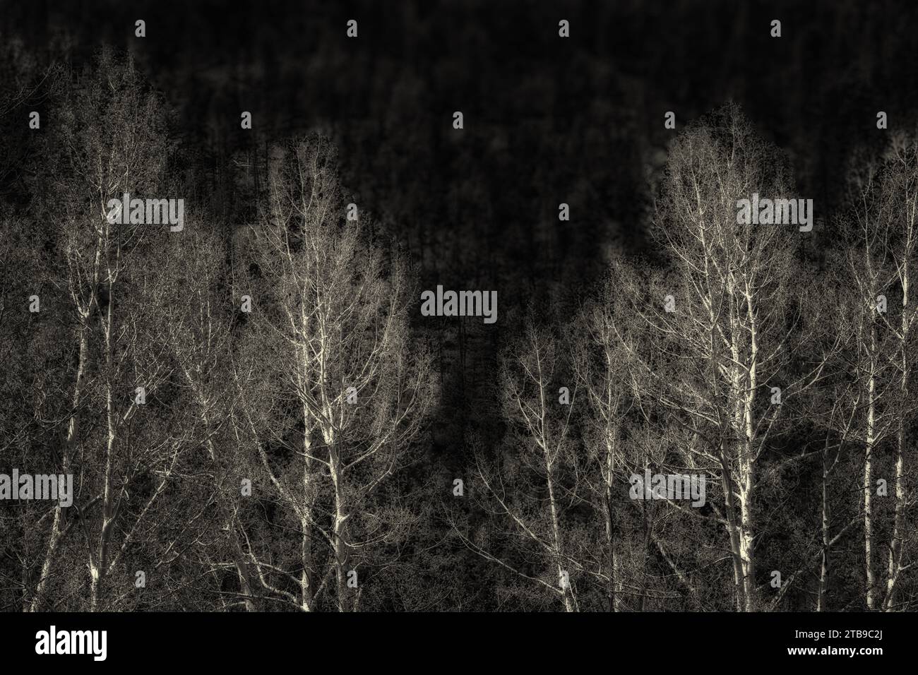 alberi, all'inizio della primavera Foto Stock