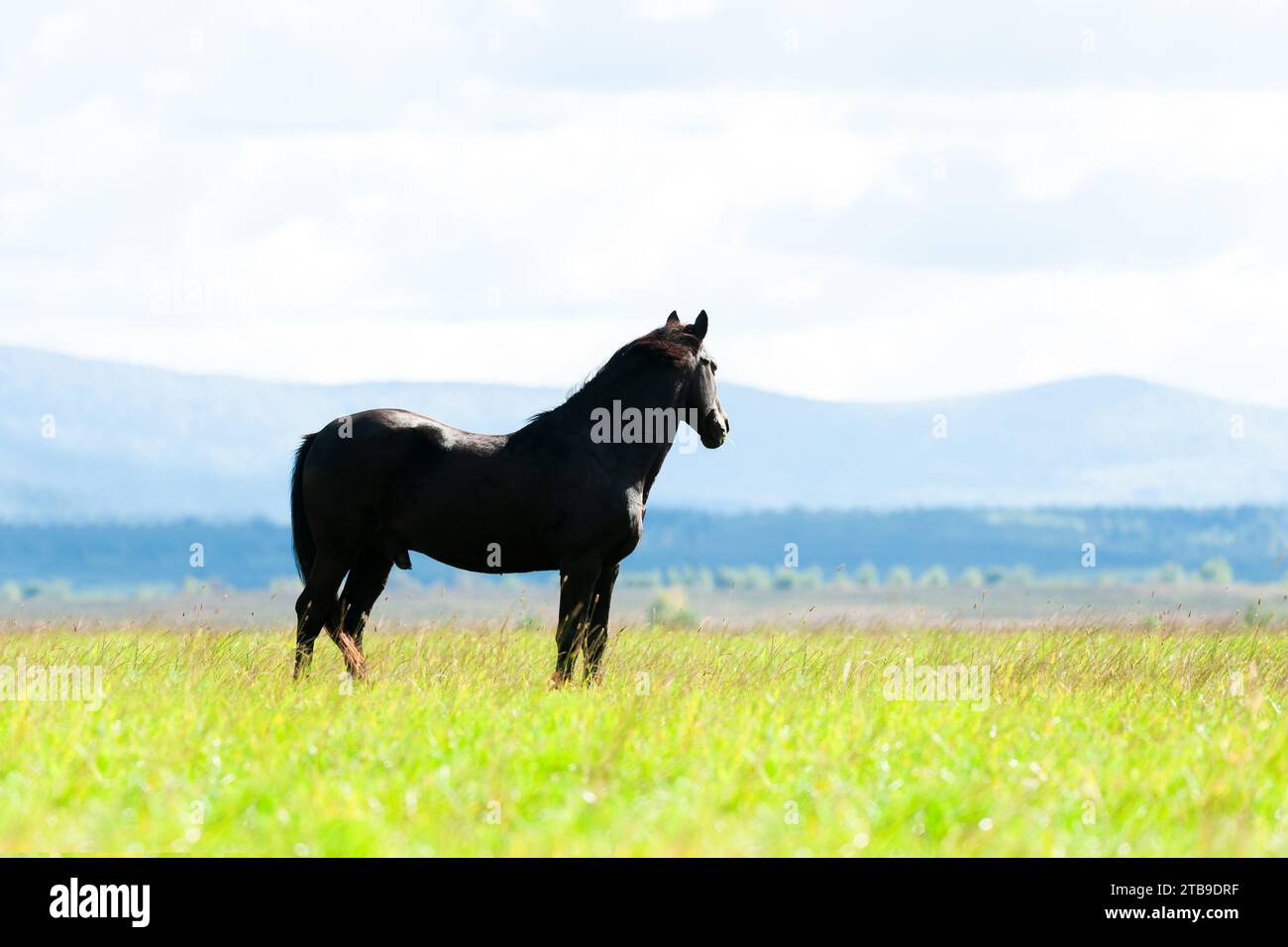 Cavallo nero sottile su pascolo verde con prati verdi lussureggianti sullo sfondo delle montagne. Fotografia di animali Foto Stock
