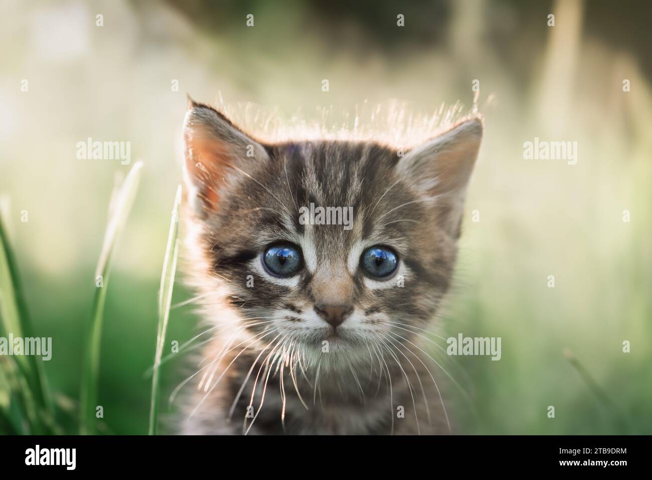 Piccolo gattino grigio con occhi blu nell'erba da vicino. Ritratto Cat Foto Stock