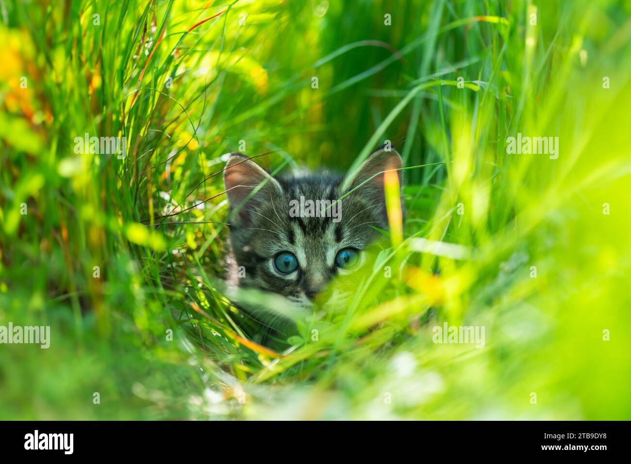 Piccolo gattino grigio con ayes blu che caccia in erba verde sul giardino. Fotografie di animali domestici e animali Foto Stock