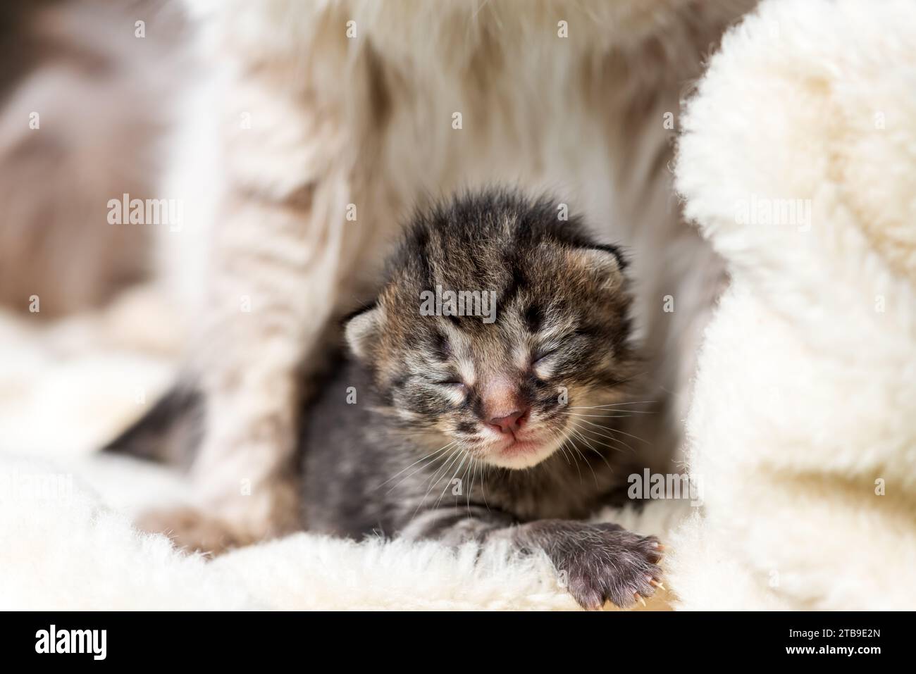 Piccolo gattino cieco con sua madre da vicino. I gatti prosciugano su un accogliente tappeto bianco Foto Stock