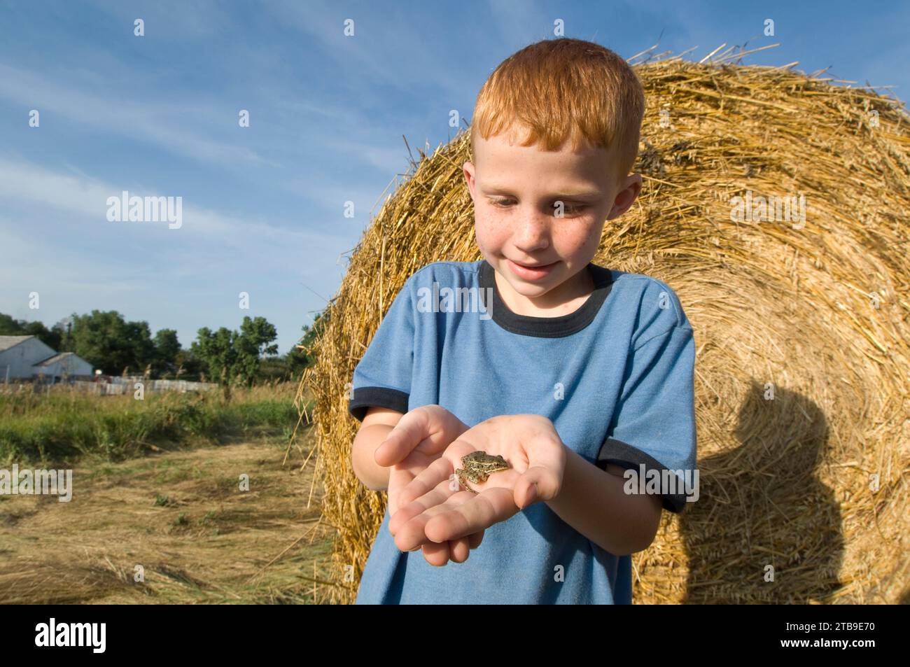 Un giovane ragazzo guarda una rana leopardo delle pianure (Rana blairi) davanti a una balla di fieno in un campo agricolo; Greenleaf, Kansas, Stati Uniti d'America Foto Stock