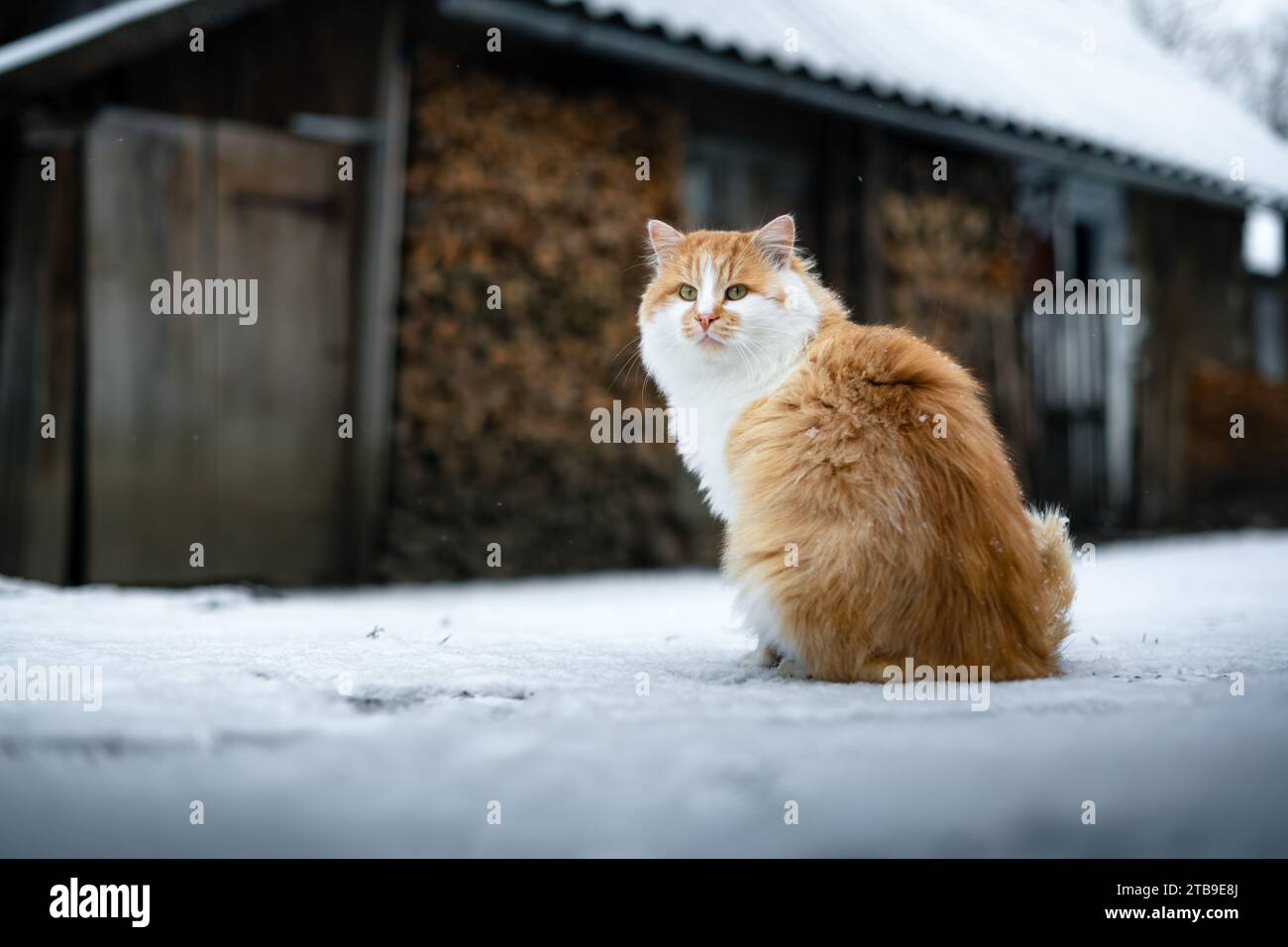 Un gatto di zenzero rosso seduto sulla neve fresca all'aperto in inverno. Scena rurale nel villaggio ucraino Foto Stock