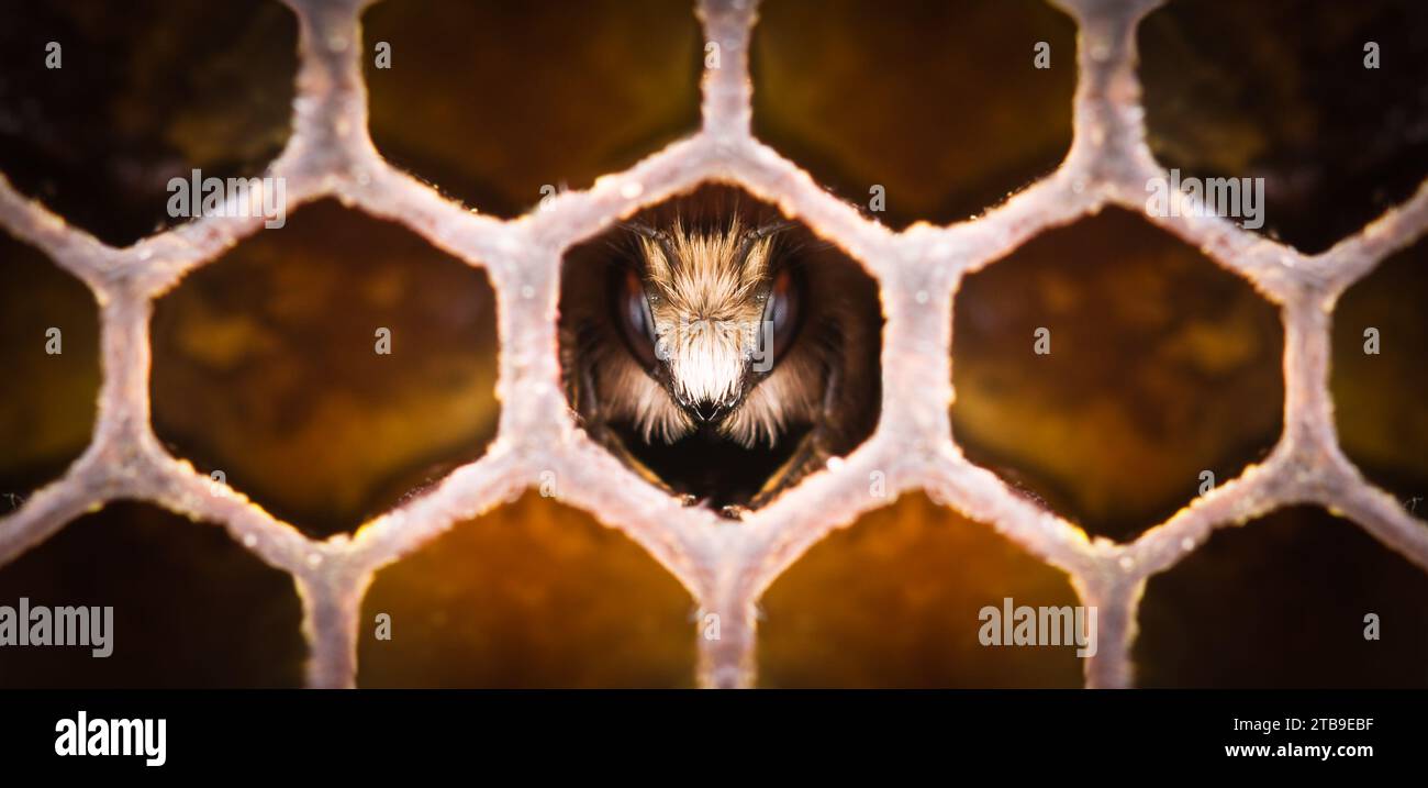 Primo piano di una giovane ape in un favo. Macro shot Foto Stock