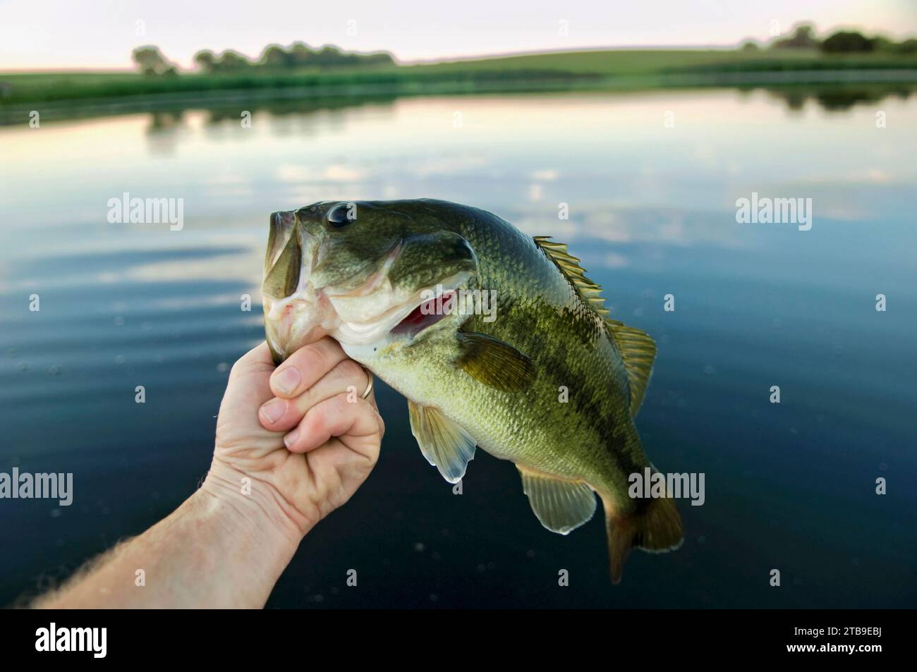 Branzino pescato in un laghetto agricolo del Nebraska, USA; Bennet, Nebraska, Stati Uniti d'America Foto Stock
