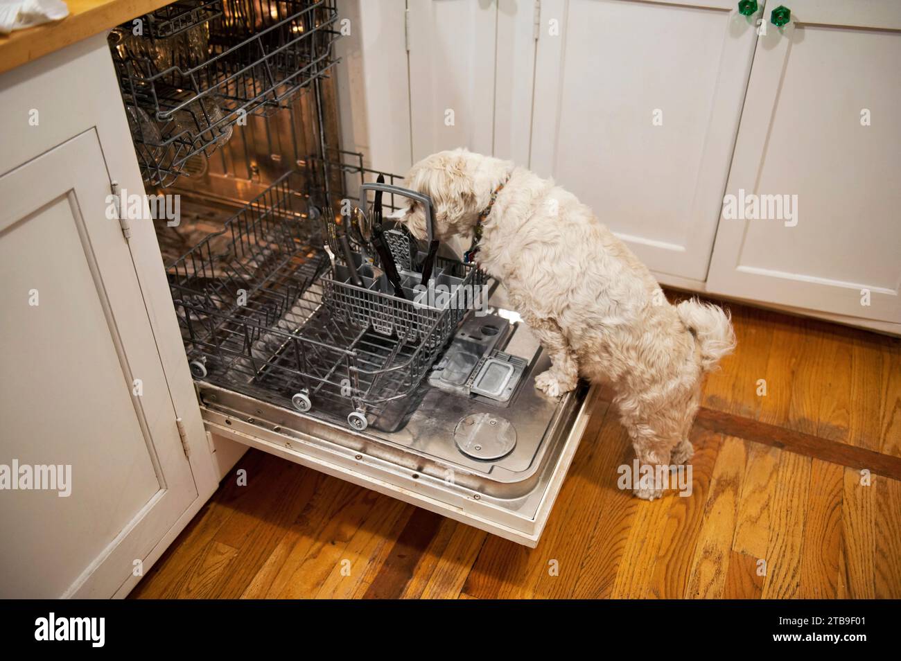 Il cane Shih tzu lecca piatti sporchi in lavastoviglie; Lincoln, Nebraska, Stati Uniti d'America Foto Stock