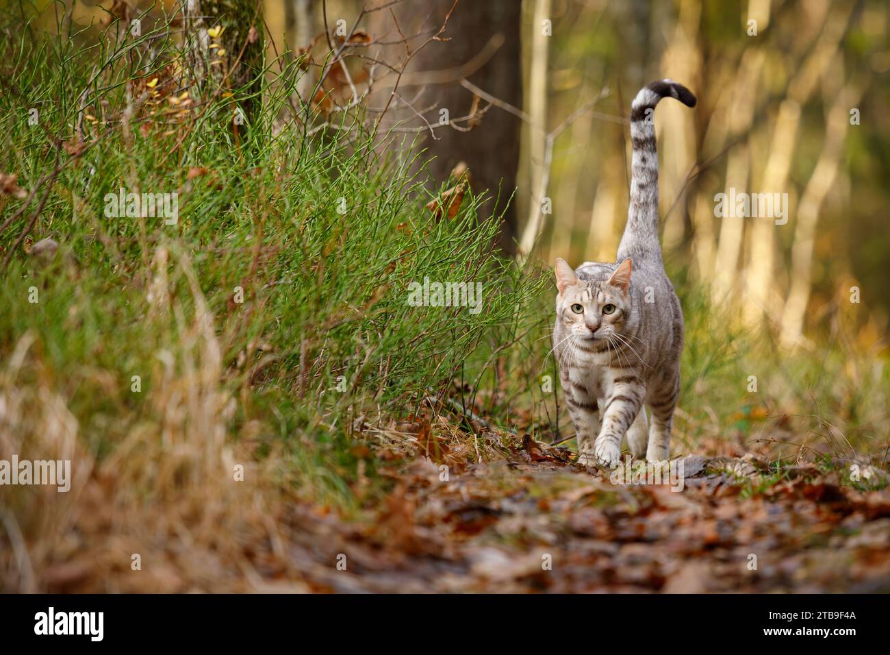 Uomo gatto del bengala all'aperto nel parco naturale Foto Stock