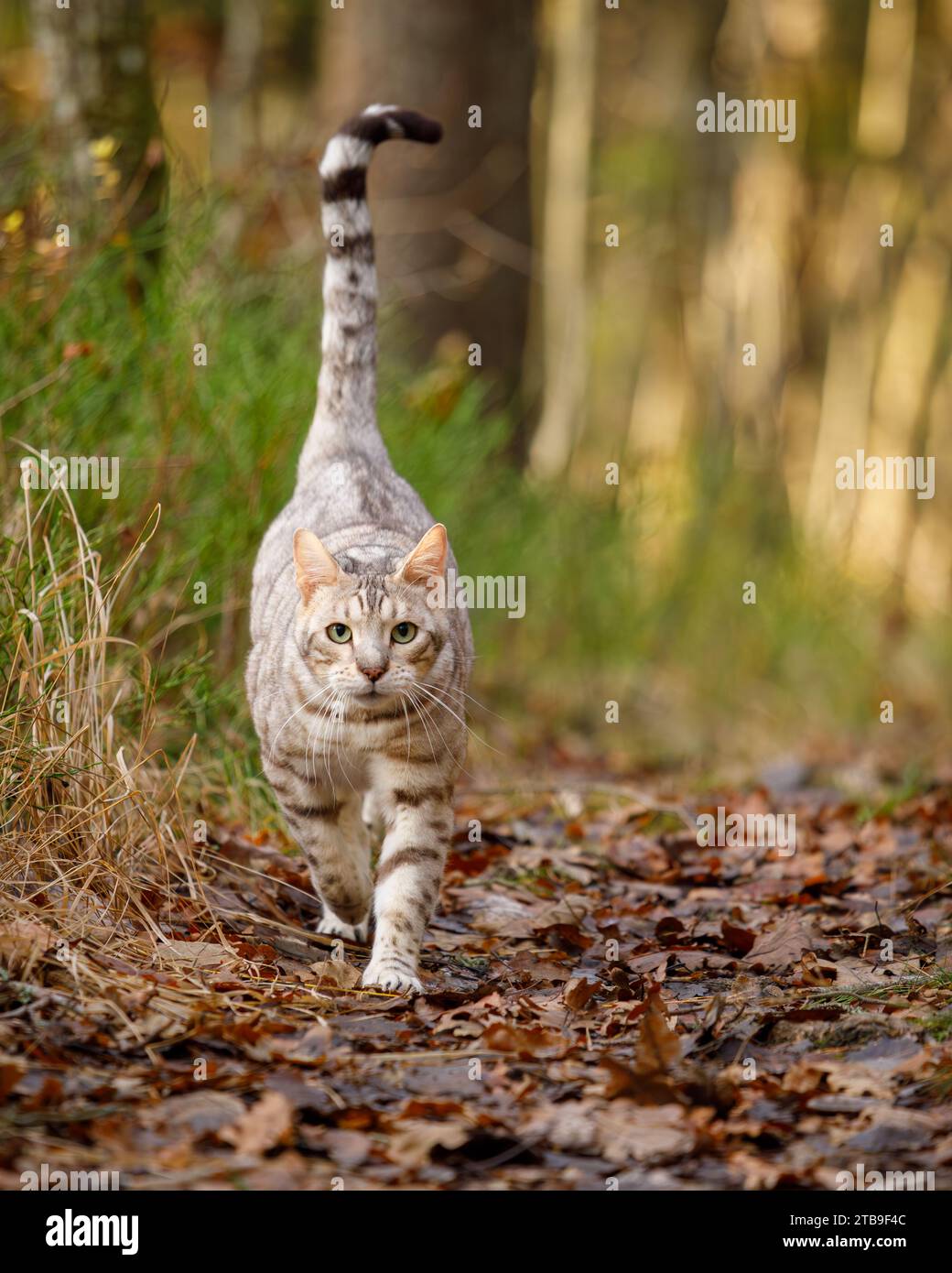 Uomo gatto del bengala all'aperto nel parco naturale Foto Stock