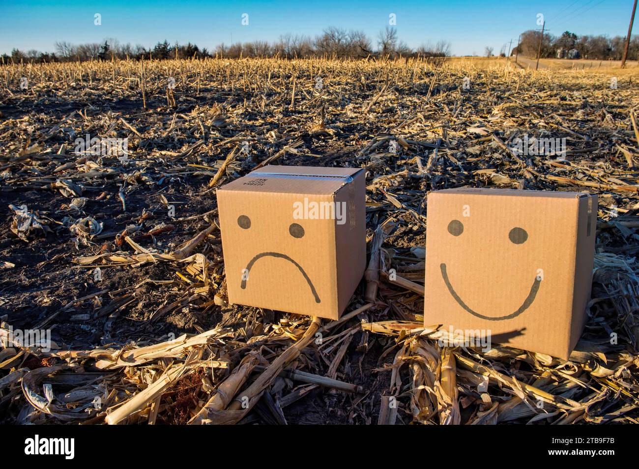 Felice e triste testa di scatola seduto in un campo di mais rurale; Lincoln, Nebraska, Stati Uniti d'America Foto Stock