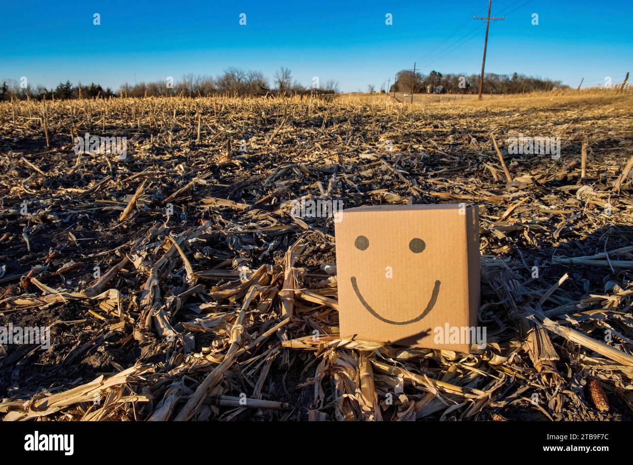 Box con un volto felice si trova in un campo di mais rurale; Lincoln, Nebraska, Stati Uniti d'America Foto Stock