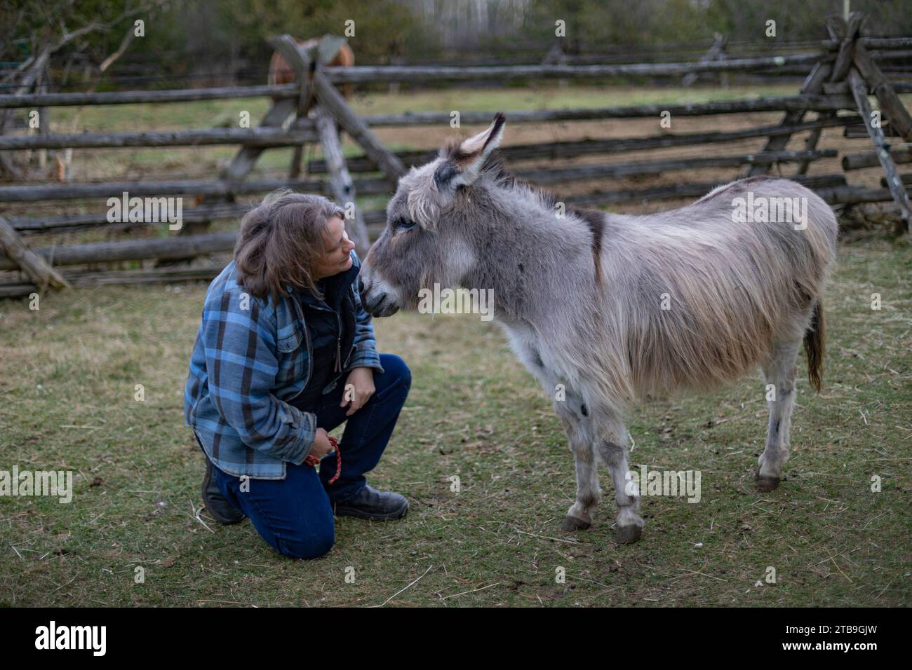 Donna contadina che comunica con l'asino (Equus asinus) nella sua fattoria, gli animali di Kara a Beckwith; Ottawa Valley, Ontario, Canada Foto Stock