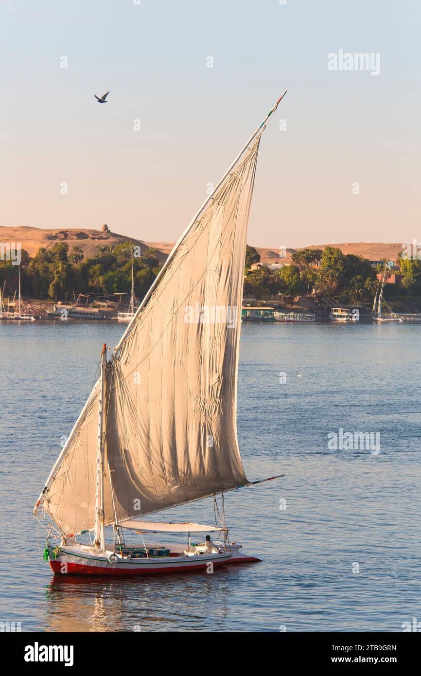 Felucca che viaggia sul Nilo con le tombe dei nobili e Qubbet el-Hawa sullo sfondo sulla sponda occidentale del fiume mentre un uccello... Foto Stock