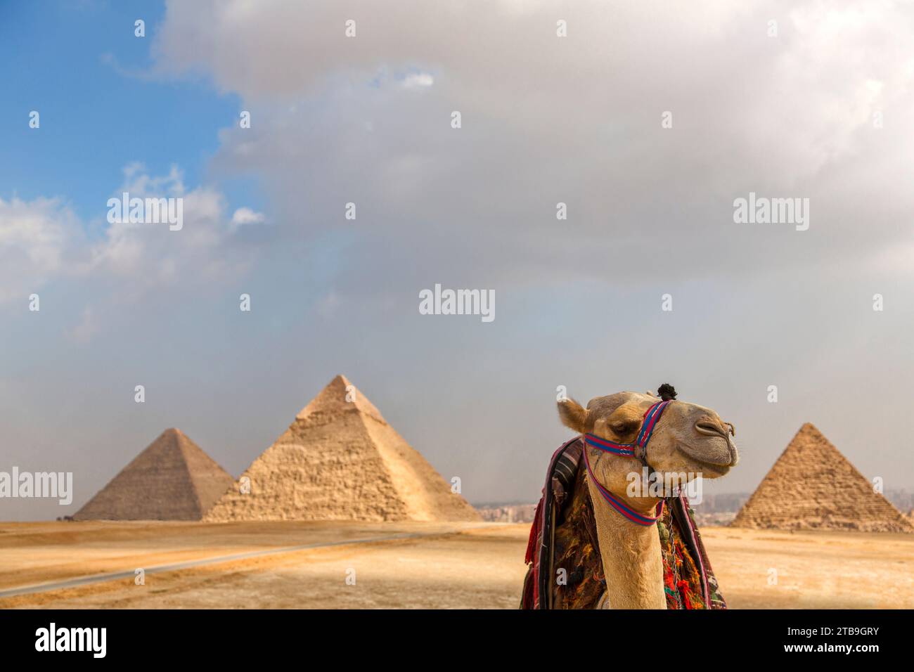 Primo piano di un cammello (Camelus) con le grandi Piramidi di Giza in lontananza sotto un cielo drammatico; Giza, il Cairo, Egitto Foto Stock