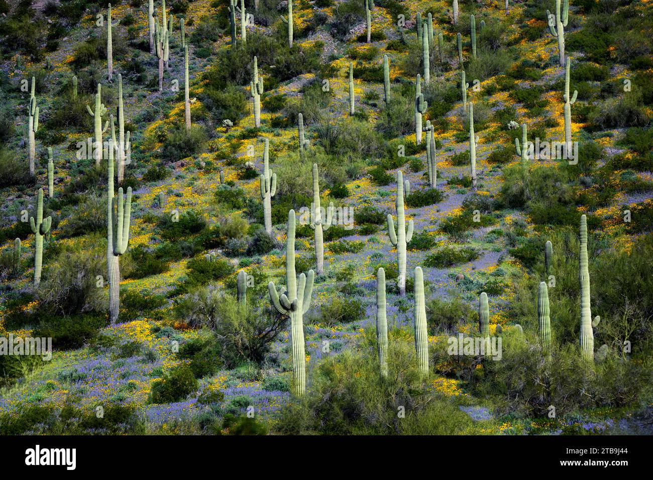 Suguaro cactus con papaveri. Picacho Peak, Arizona Foto Stock
