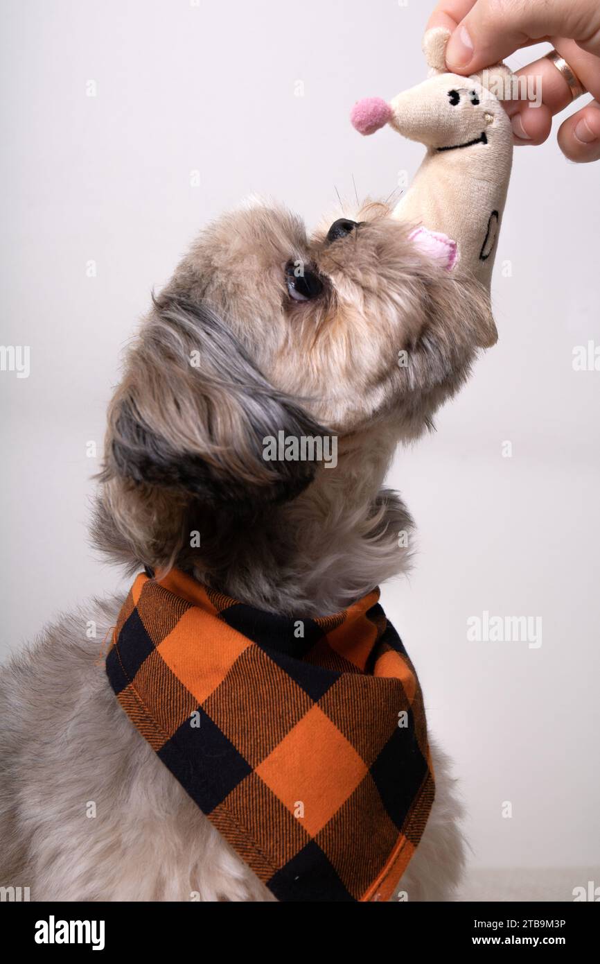 Shih tzu, fotografia, giocattolo per cani, carino, animale, guardando, interno, piccolo, un solo animale, niente persone, cane, primo piano, animali domestici, parte del corpo animale, seduta Foto Stock