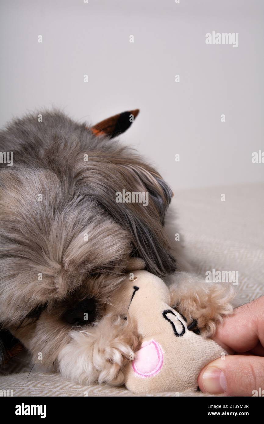 fotografia, shih tzu, morso, parte del corpo animale, animali domestici, cane, animale domestico, carino, animale, ritratto, look, giocattolo, razza, purosangue, giocattolo per cani, amichevole, Foto Stock