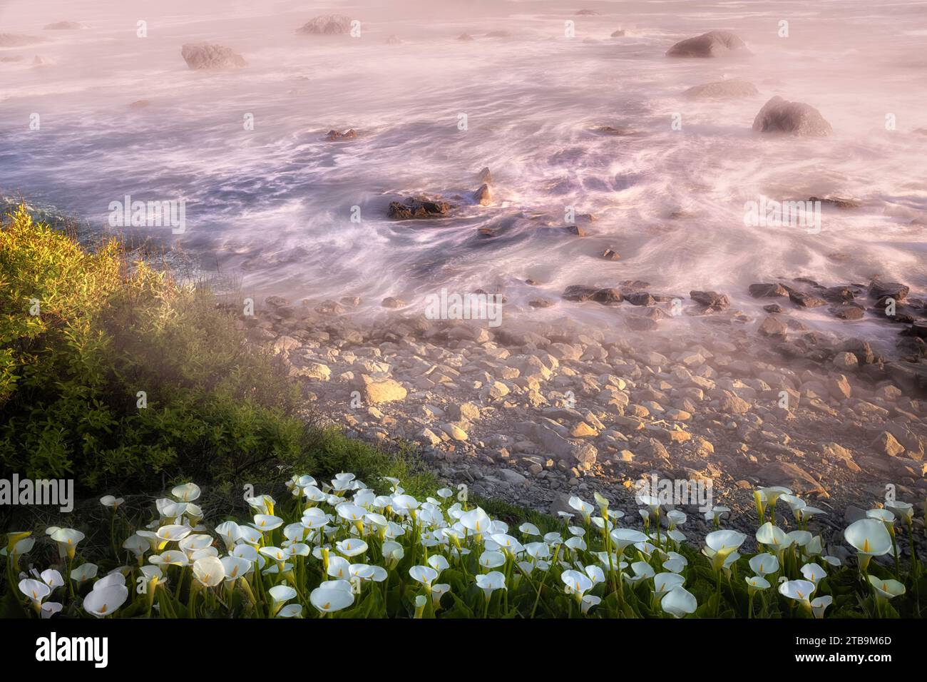 Fiori selvatici lungo la costa a Crescent City, California Foto Stock