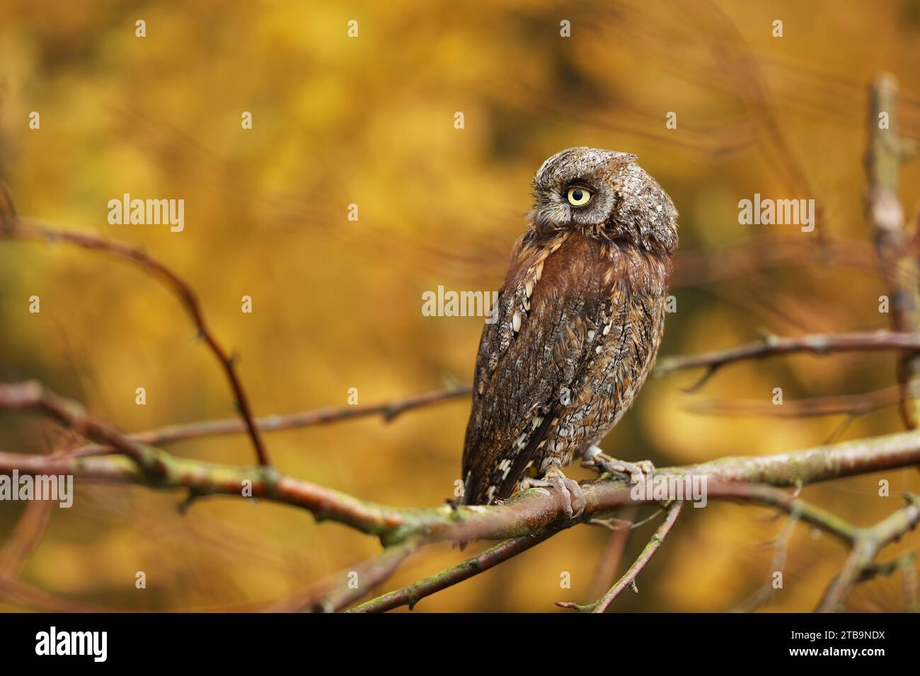 Scops Owl, Otus Scops, seduto su un ramo d'albero nella foresta. Fauna selvatica e animali della natura. Piccolo gufo ritratto di dettaglio nella natura, re ceco Foto Stock
