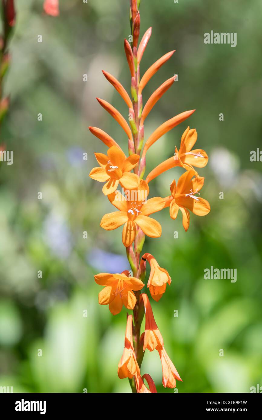 Primo piano dei fiori di giglio arancio (Watsonia) in fiore Foto Stock