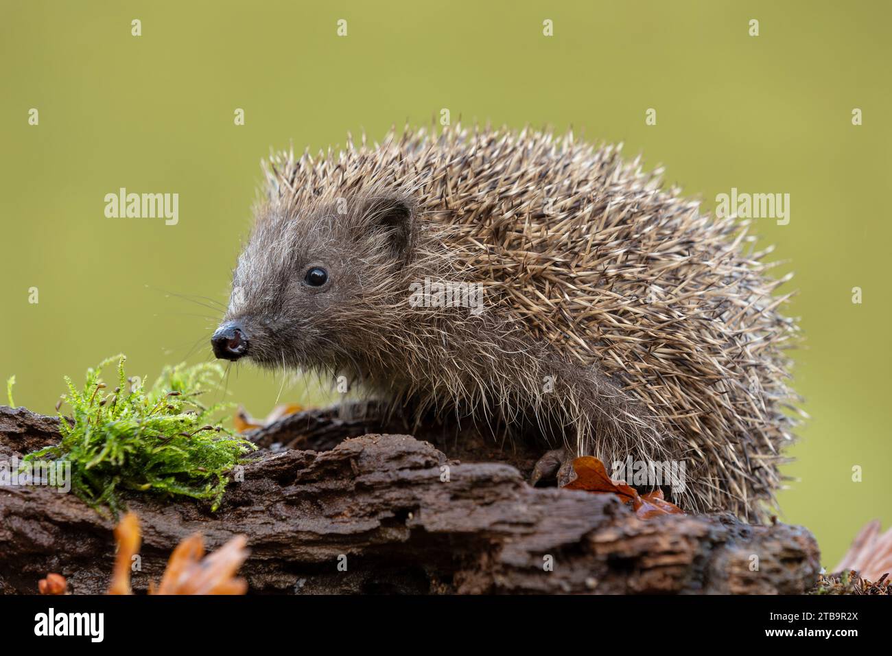 Ricci selvaggi e nativi che si nutrono in un giardino accogliente. Portato all'interno di un nascondiglio faunistico per monitorare la salute e la popolazione di questo mammifero in declino Foto Stock