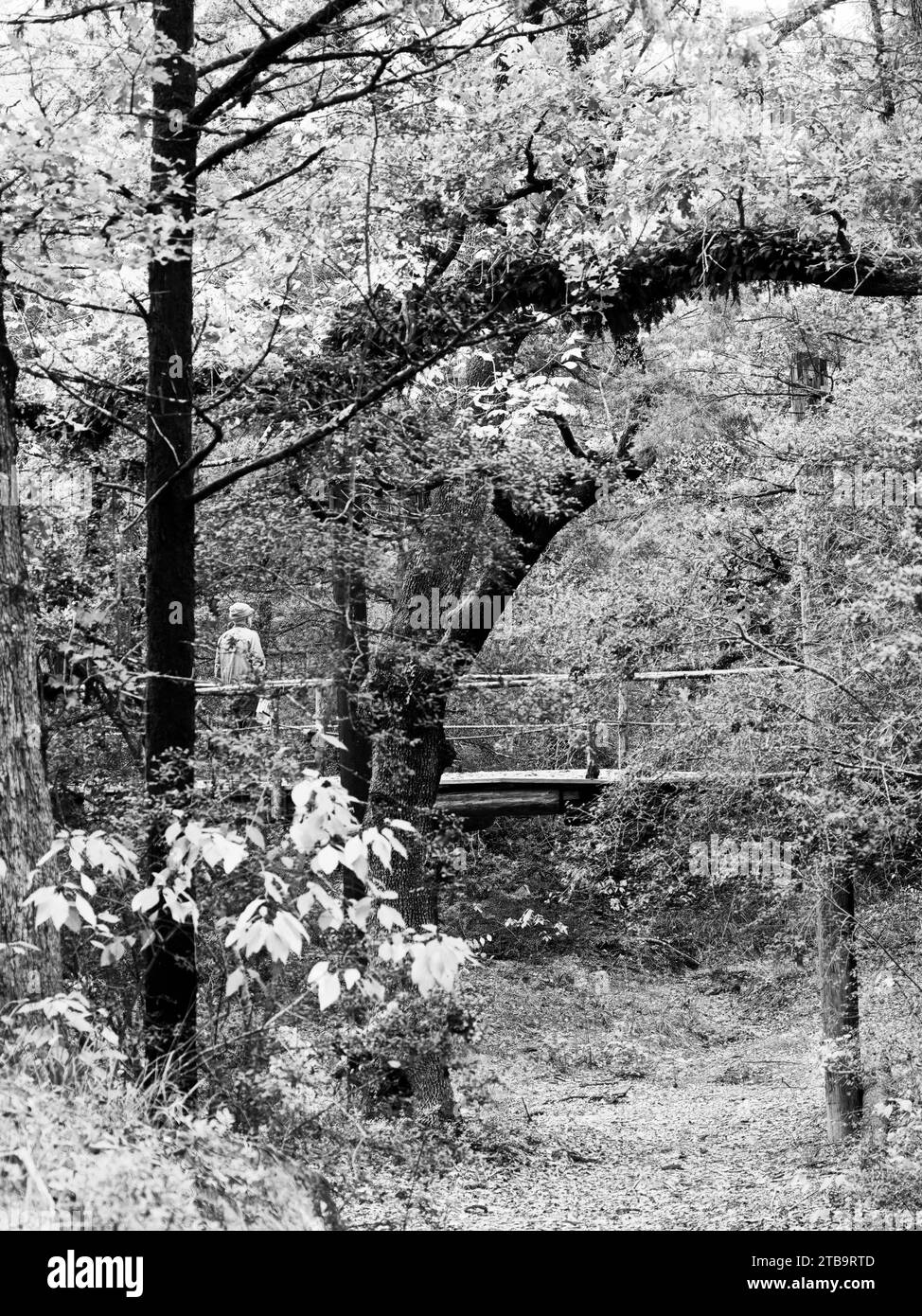Schiena di uomo sul ponte nel bosco Foto Stock