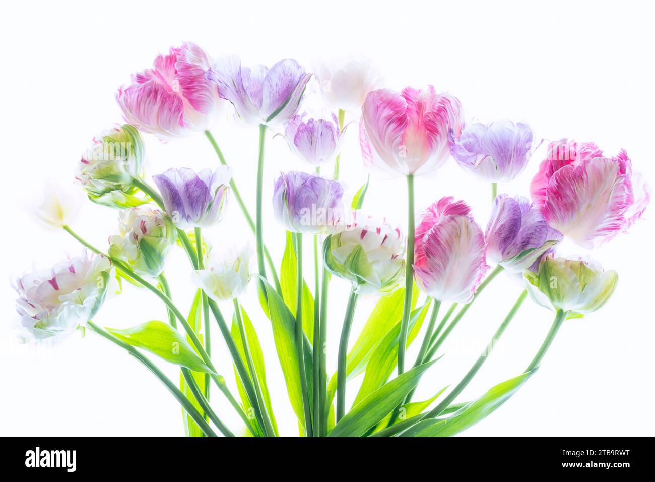 Arrangiamento di fiori di tulipano Foto Stock