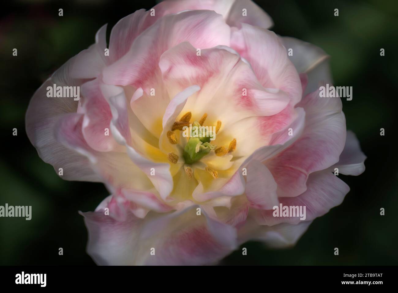 Primo piano del fiore di peonia Foto Stock