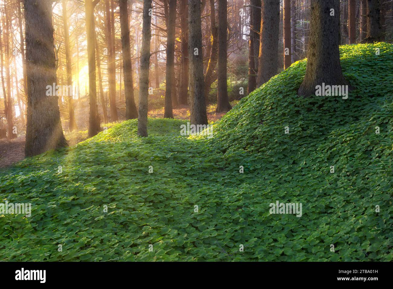 Foresta con falsi Giglio della Valle (Maianthemum dilatatum e abeti rossi. Boardman State Park, Oregon Foto Stock