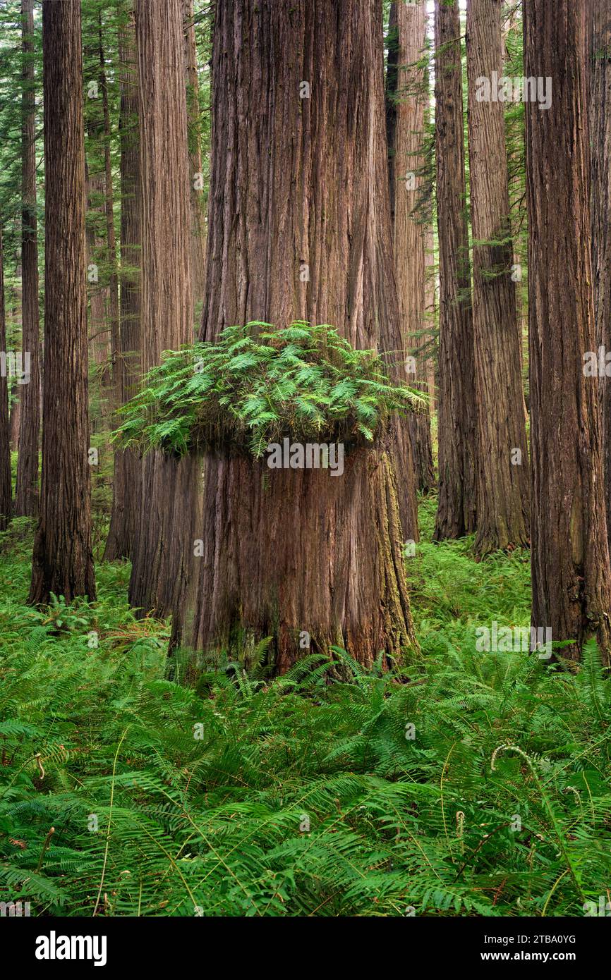 Nuova crescita primaverile e sequoie. Redwood National Park, California Foto Stock