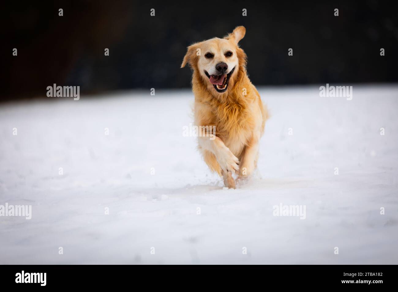 Un Golden retriever corre verso una macchina fotografica nella neve Foto Stock