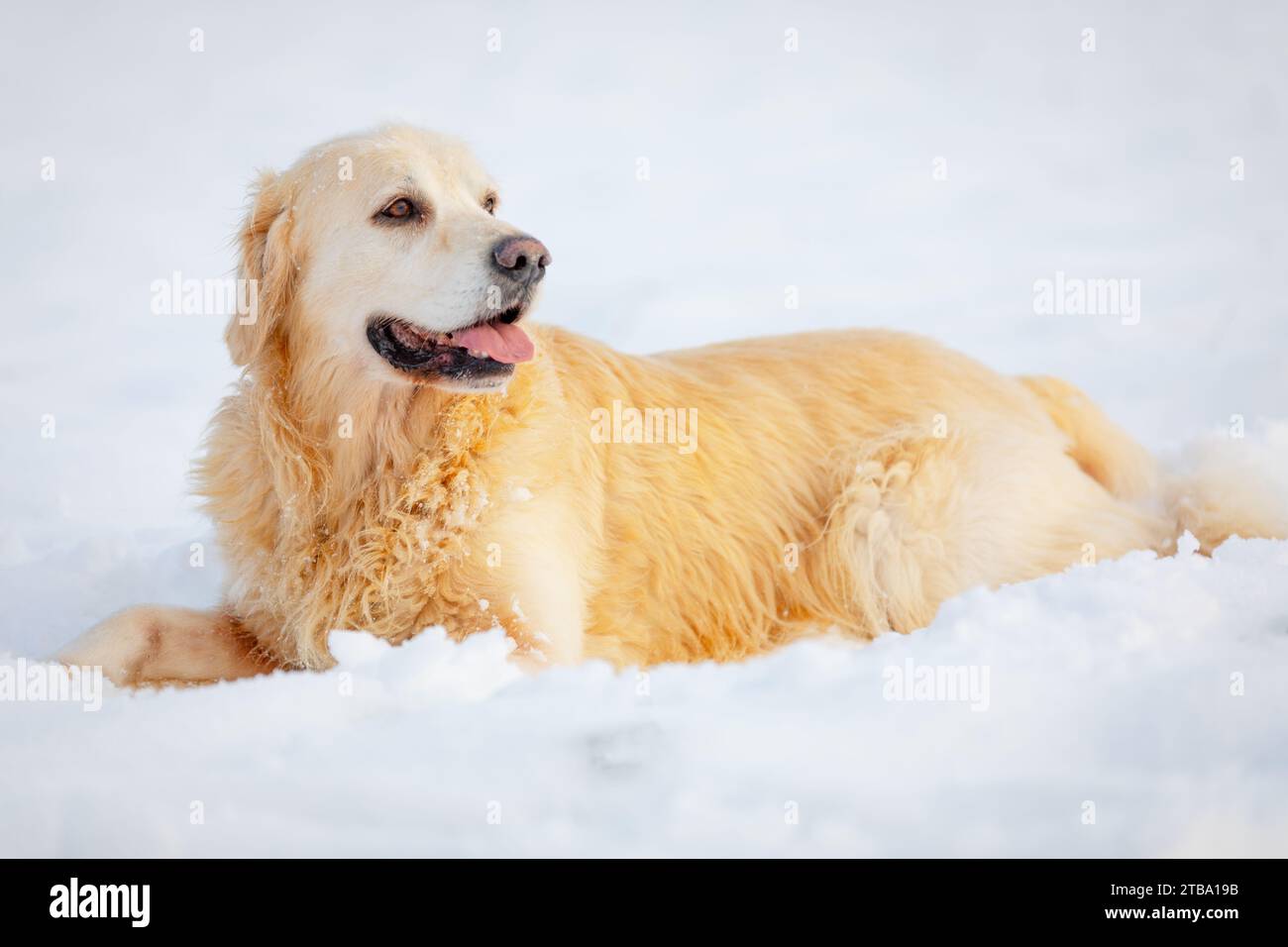 Un Golden retriever giace nella neve e guarda di lato Foto Stock