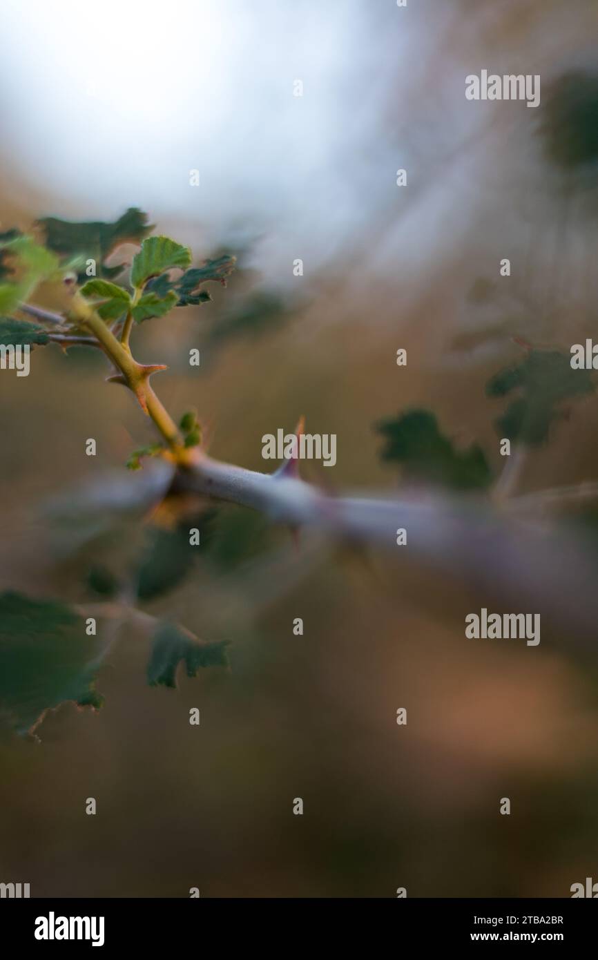 Spine su una mora selvaggia. Sfondo sfocato di brambles selvatici. Ramo spinoso e verdeggiante. Foto Stock