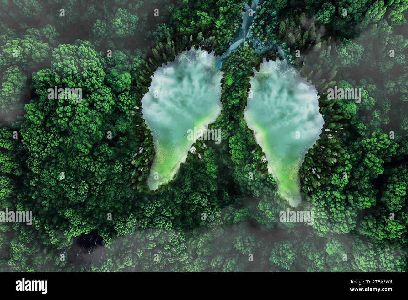 Due laghi sotto forma di polmoni in una foresta verde, vista dall'alto. natura e ossigeno. Riscaldamento globale, concetto. Protezione dell'ambiente, idea creativa. Respira Foto Stock